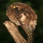 Sample 5 – Great potoo