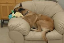Sample 2 – Malinois
