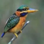 Sample 4 – Rufous kingfisher