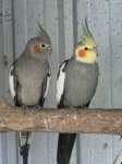 Sample 5 – Cockatiel