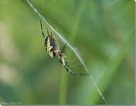Sample 4 – Garden spider