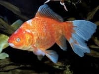Sample 3 – Goldfish