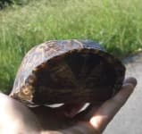 Sample 2 – Box turtle