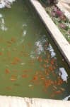 Sample 2 – Goldfish