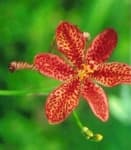 Sample 2 – Blackberry lily