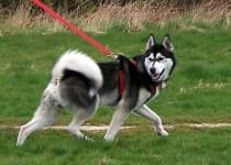Sample 6 – Eskimo dog