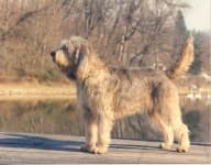 Sample 3 – Otterhound
