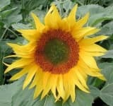 Sample 3 – Sunflower