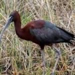 Sample 5 – Glossy ibis