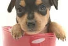 Sample 3 – Miniature pinscher