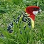 Sample 6 – Eastern rosella