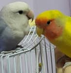 Lovebird image dataset preview