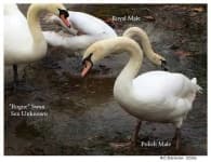 Sample 5 – Swan
