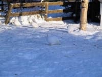 Sample 5 – Ptarmigan