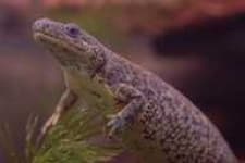 Sample 3 – Common newt