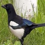 Sample 2 – Eurasian magpie