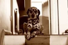 Sample 4 – Dalmatian