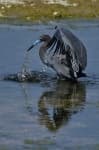 Sample 4 – Little blue heron