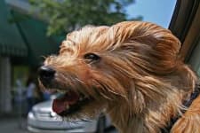 Sample 4 – Norfolk terrier