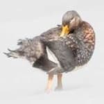 Sample 4 – Steamer duck