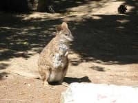 Sample 4 – Wallaby