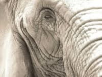 Sample 5 – Elephant