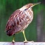 Sample 4 – American bittern