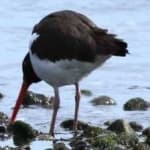 Sample of Oyster catcher