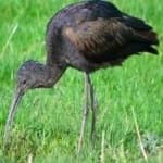 Sample 3 – Glossy ibis