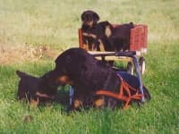 Sample 4 – Rottweiler