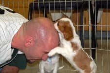 Sample 3 – Blenheim spaniel