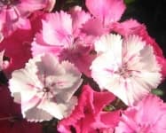 Sample 5 – Sweet william