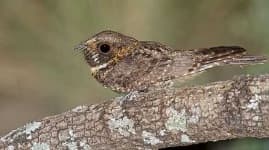 Sample 6 – Whip poor will