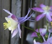 Sample 1 – Columbine