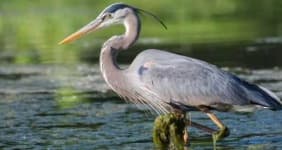Sample 3 – Heron