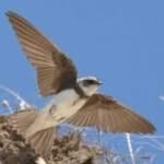 Sample 2 – Sand martin