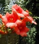 Sample 6 – Trumpet creeper