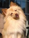 Sample 2 – Pomeranian