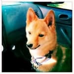 Sample 4 – Shiba inu