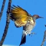 Sample 2 – Gilded flicker