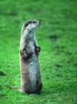 Sample 2 – Otter