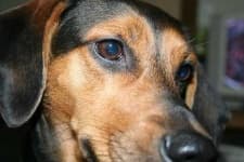 Black and tan coonhound image dataset preview