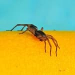 Sample 3 – Wolf spider