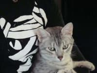 Sample 3 – Egyptian cat
