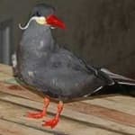 Sample 1 – Inca tern