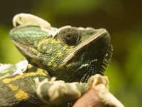 Sample 3 – African chameleon