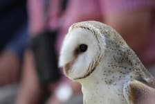 Sample 6 – Owl