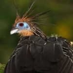 Sample 5 – Hoatzin