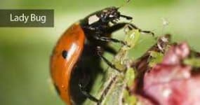 Sample 2 – Ladybugs