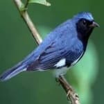 Sample 5 – Black throated warbler